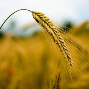 What are the varieties of rye: sowing, winter and other varieties