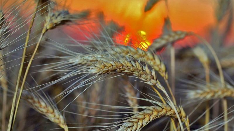 What are the varieties of rye: sowing, winter and other varieties