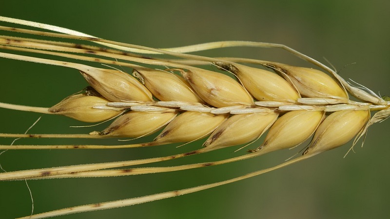 What are the varieties of barley, their characteristics and description