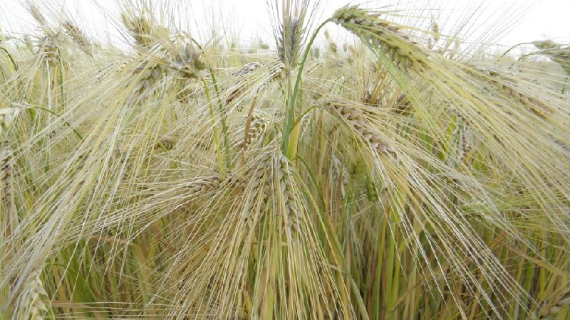 What are the varieties of barley, their characteristics and description