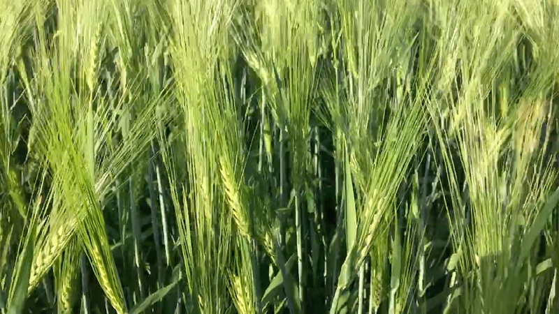 What are the varieties of barley, their characteristics and description