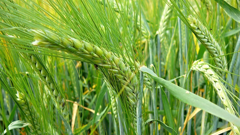 What are the varieties of barley, their characteristics and description