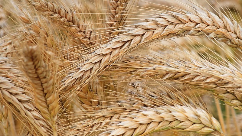 What are the varieties of barley, their characteristics and description