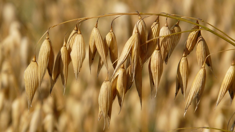 What are the types and varieties of oats