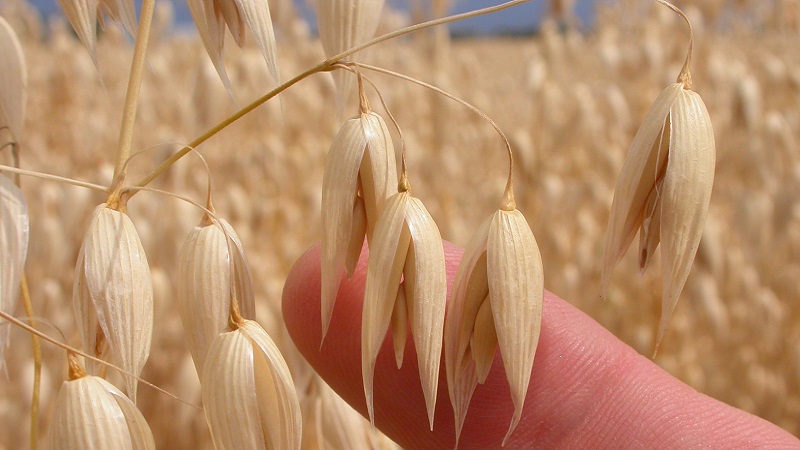What are the types and varieties of oats