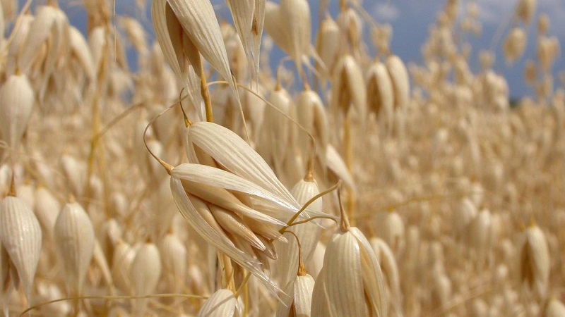 What are the types and varieties of oats