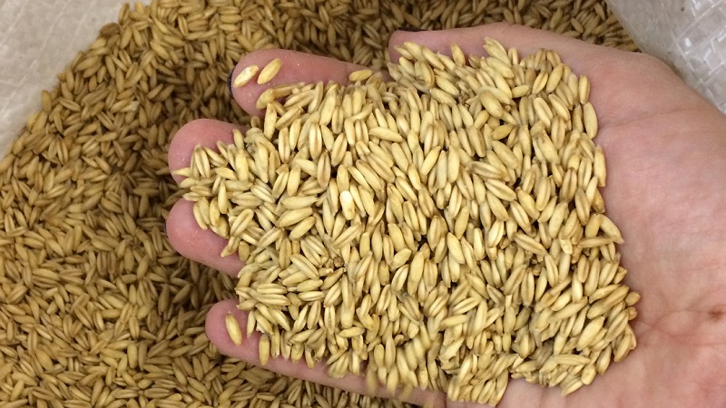 What are the types and varieties of oats