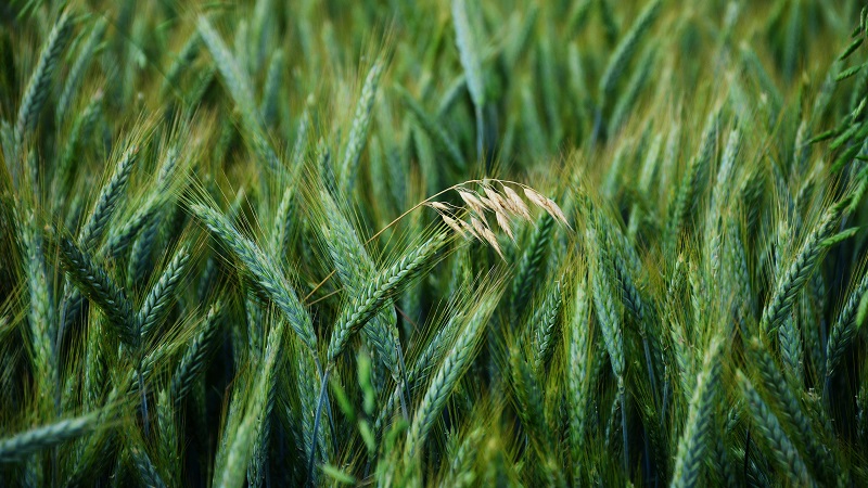 What are the types and varieties of oats