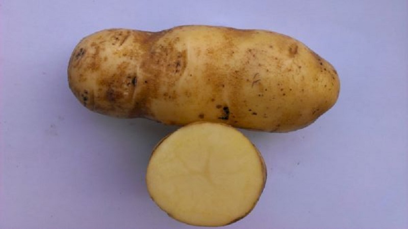 Which potatoes are best for frying: red or white