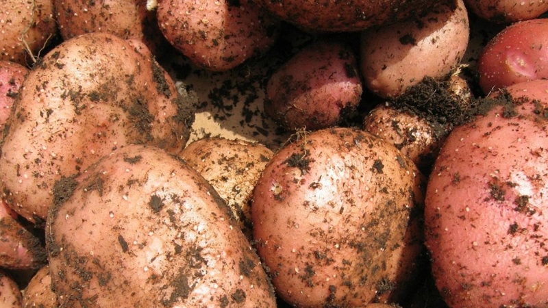 Which potatoes are best for frying: red or white