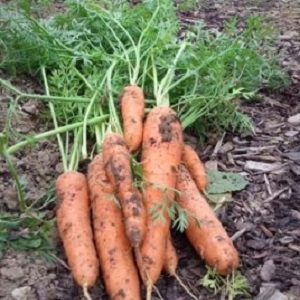 What varieties of carrots are best for growing in the Urals