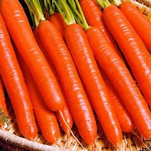 What varieties of carrots are best for growing in the Urals
