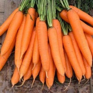 What varieties of carrots are best for growing in the Urals