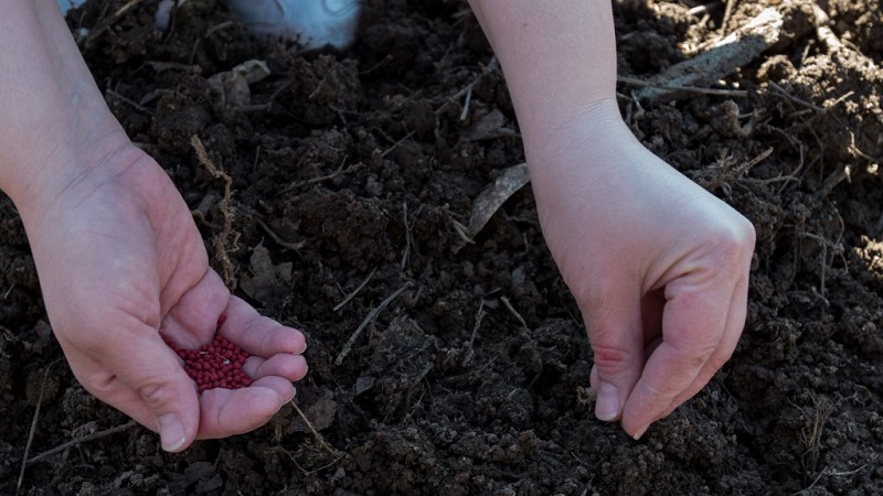 What varieties of carrots are best for growing in the Urals