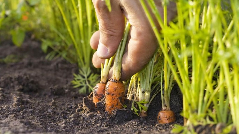 What varieties of carrots are best for growing in the Urals