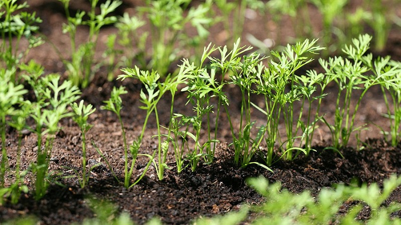 What varieties of carrots are best for growing in the Urals