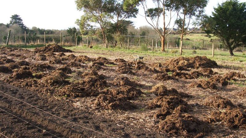 What fertilizers to apply in the fall after harvesting potatoes