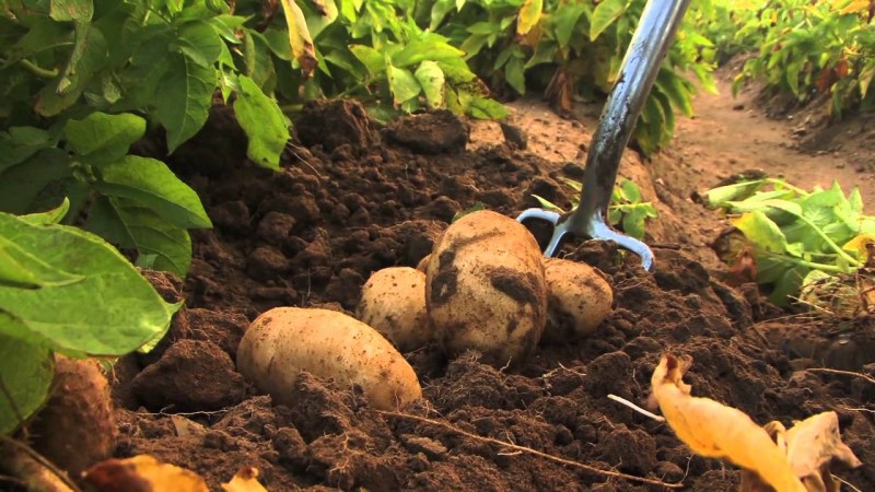 What fertilizers to apply in the fall after harvesting potatoes