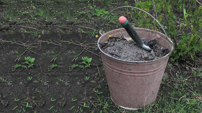 What fertilizers to apply in the fall after harvesting potatoes