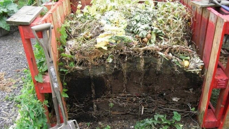 What fertilizers to apply in the fall after harvesting potatoes