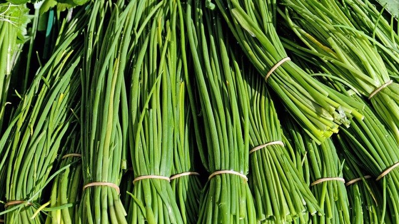 Calorie content, benefits and harms of green onions