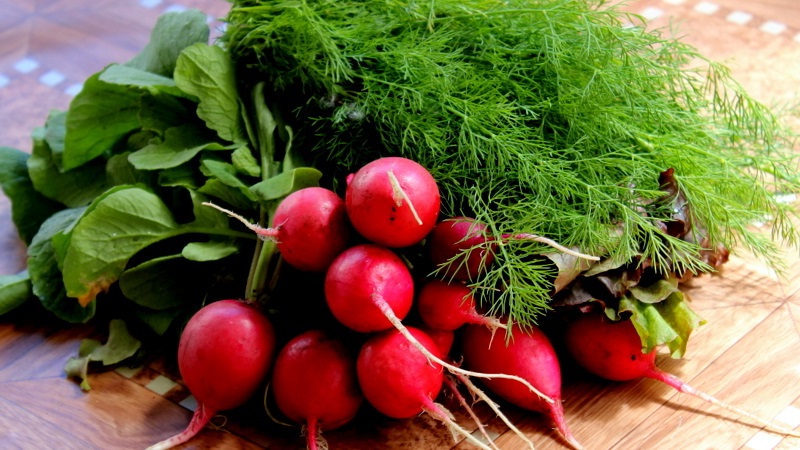 Calorie content of radish and useful properties for the human body