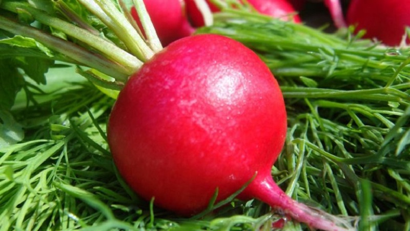 Calorie content of radish and useful properties for the human body