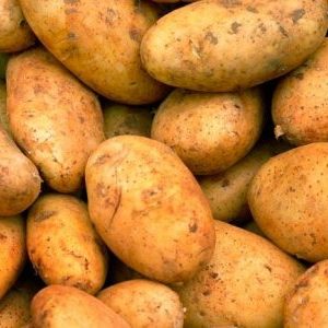 Medium early potato variety Breeze from Belarusian breeders