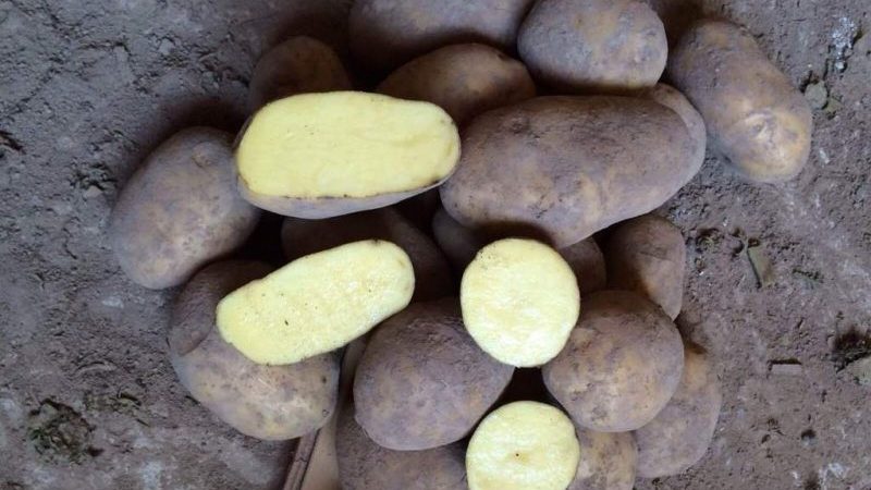 Medium early potato variety Breeze from Belarusian breeders