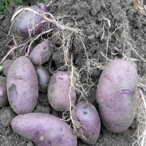 An unpretentious potato variety Pig-iron for regions with a temperate climate and southern regions