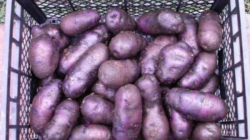 An unpretentious potato variety Cast iron for regions with a temperate climate and southern regions