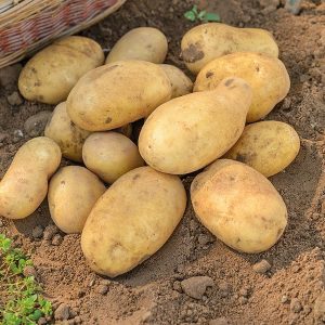 Ideal potato variety for winter purchase: Jelly