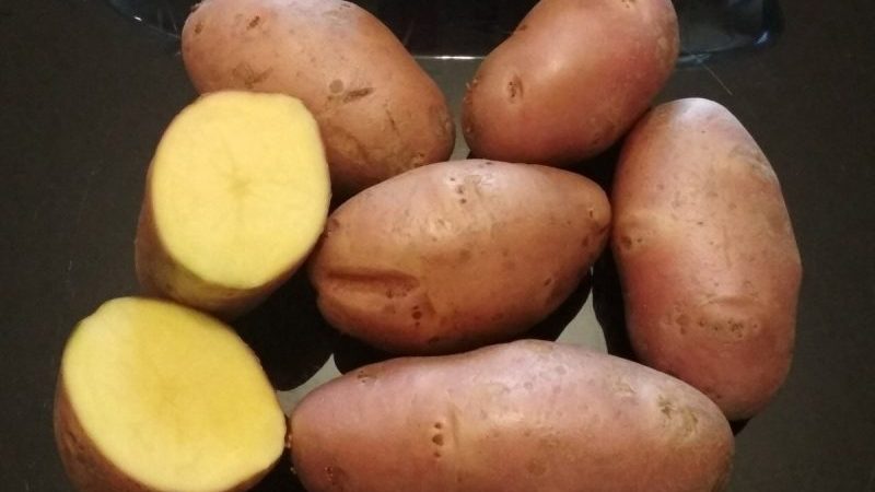 A high-yielding potato variety Evolution capable of adapting to any climate