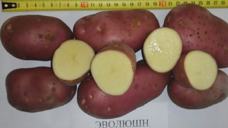 A high-yielding potato variety Evolution capable of adapting to any climate