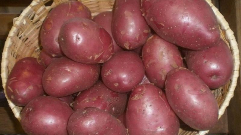 A high-yielding potato variety Evolution capable of adapting to any climate