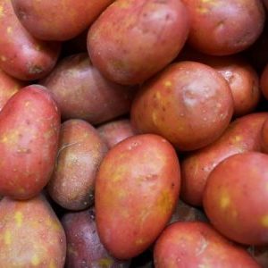 A high-yielding potato variety Evolution capable of adapting to any climate