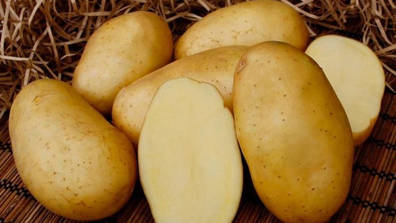 An unpretentious variety of Felox potatoes with excellent taste