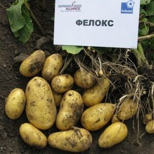 An unpretentious variety of Felox potatoes with excellent taste