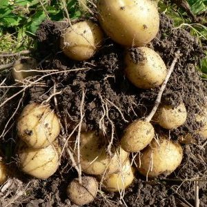 An unpretentious variety of Felox potatoes with excellent taste