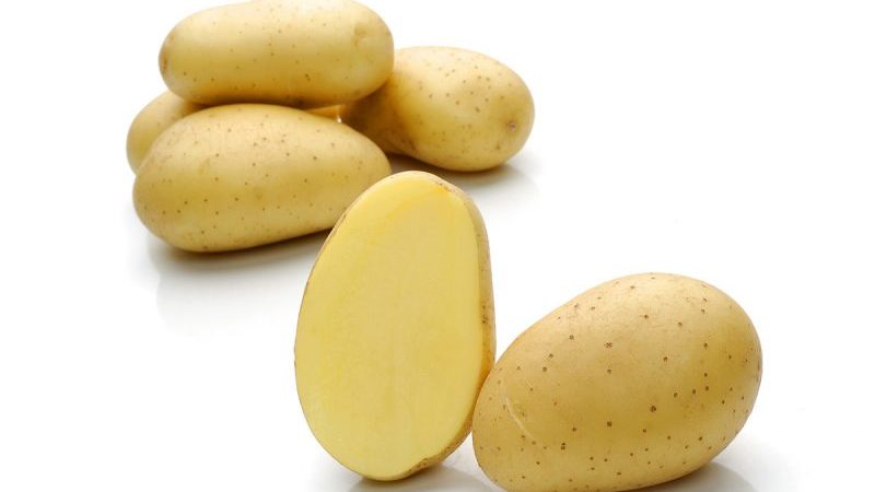 An unpretentious variety of Felox potatoes with excellent taste