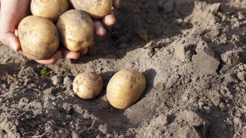 Very early ripening potato variety Karatop