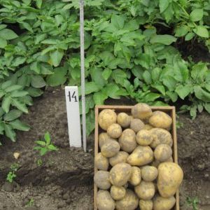 Very early ripening potato variety Karatop