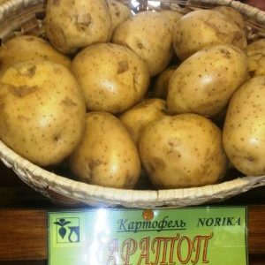 Very early ripening potato variety Karatop