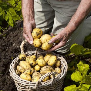Very early ripening potato variety Karatop