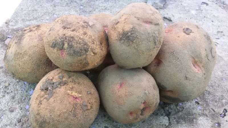Viable potato variety Blueness with amazing taste