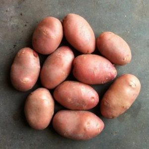Late-ripening potato variety Cardinal is not afraid of sudden changes in the weather