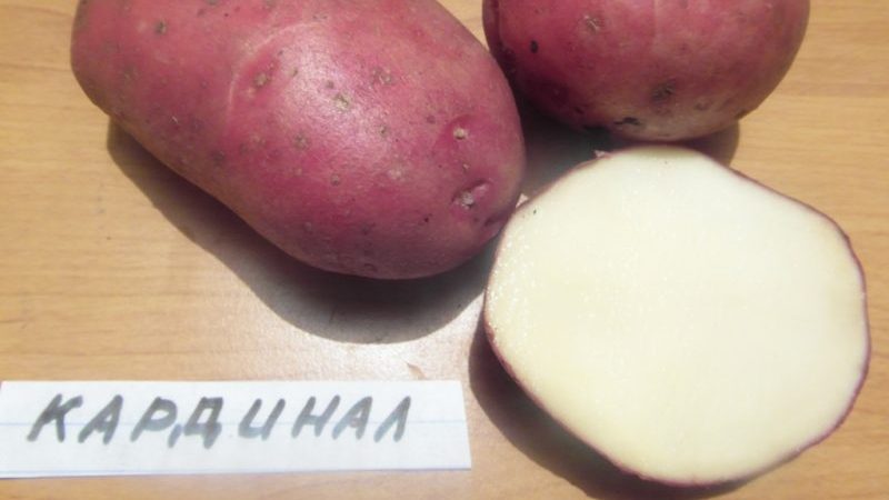 Late-ripening potato variety Cardinal is not afraid of sudden changes in the weather