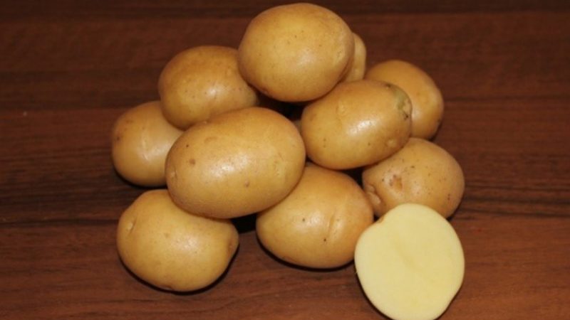 What is the good potato variety Kolobok and why gardeners love it so much