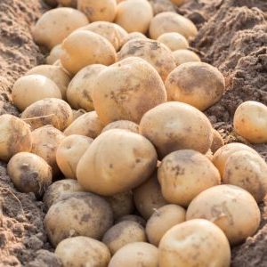 What is the good potato variety Kolobok and why gardeners love it so much