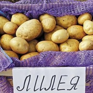 An amazing variety of Lileya potatoes with even smooth tubers and excellent taste